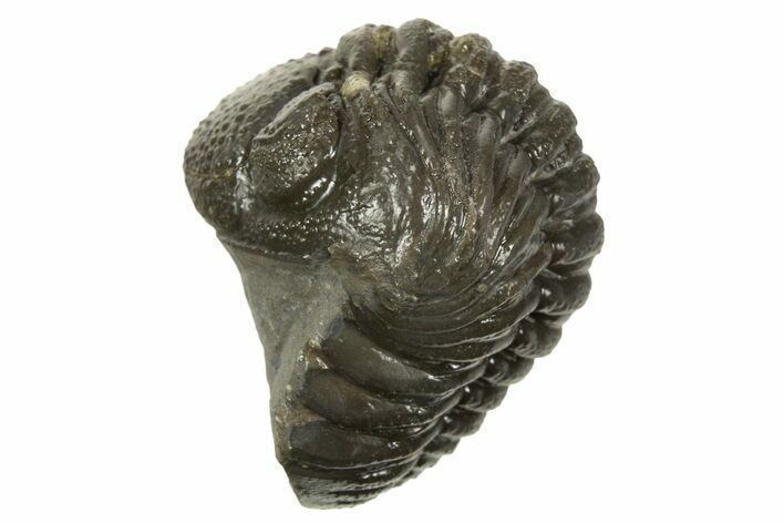Long, Curled Austerops Trilobite - Morocco #323245